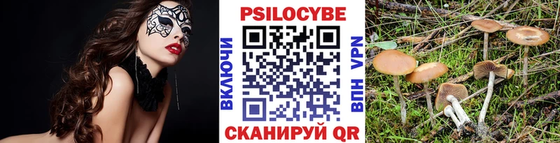 Псилоцибиновые грибы Cubensis  Белокуриха 